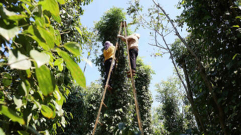 Giá tiêu hôm nay 29/9/2025: Trong nước "bất động"