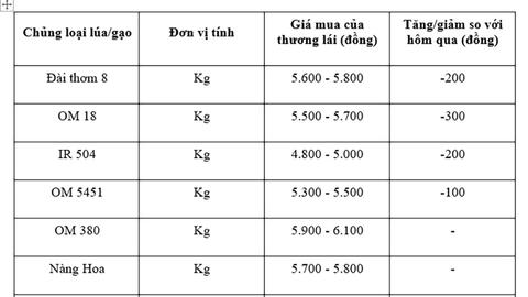 Giá lúa gạo hôm nay ngày 23/10: Lúa tươi đồng loạt giảm mạnh