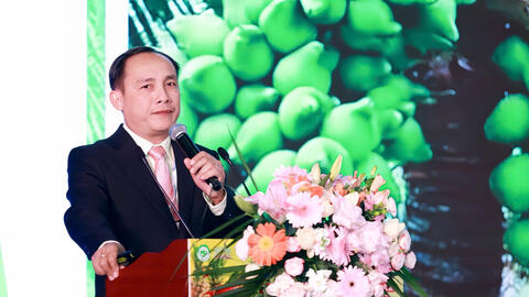 Phát triển 'nóng' khiến dừa tươi xuất khẩu dần đánh mất lợi thế