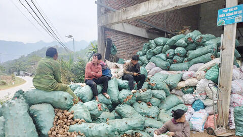 Dong riềng mất gần nửa giá, tỉnh Cao Bằng ra chỉ thị khẩn