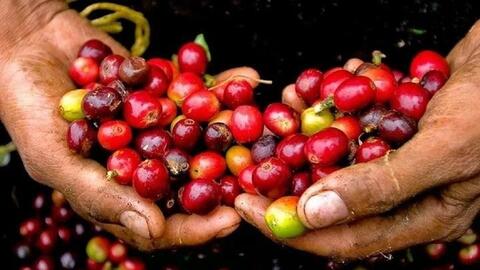 Giá cà phê lao dốc mạnh, về sát 92.600 đồng/kg