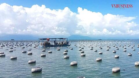 Khoa học – công nghệ nâng tầm vai trò HTX trong phát triển nuôi biển Quảng Ninh