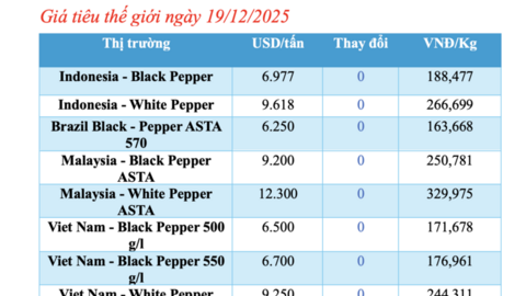 Giá tiêu hôm nay 19/12/2025: Giảm mạnh 1.500 đồng/kg