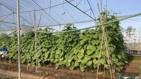 Cận cảnh vùng trồng rau ngoại thành Hà Nội giữa cơn 'sốt' giá