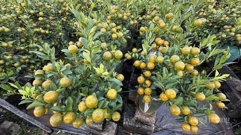 Vùng trồng quất cảnh Mễ Sở tất bật chuẩn bị nguồn cung cho dịp Tết