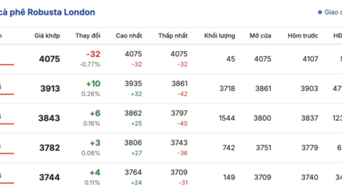 Giá cà phê hôm nay 13/1/2026: Giữ đà bình ổn
