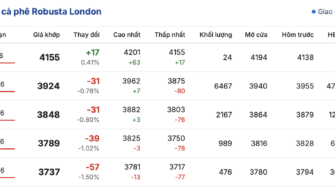 Giá cà phê hôm nay 16/1/2026: Biến động nhẹ