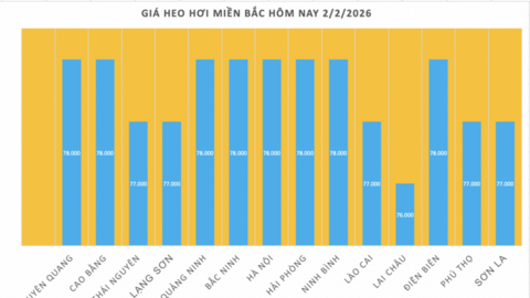 Giá heo hơi hôm nay 2/2/2026: Giảm diện rộng tại miền Bắc, miền Trung