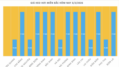 Giá heo hơi hôm nay 3/2/2026: Giảm mạnh trên cả nước