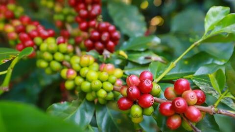 Giá cà phê thế giới giảm sâu dưới áp lực nguồn cung