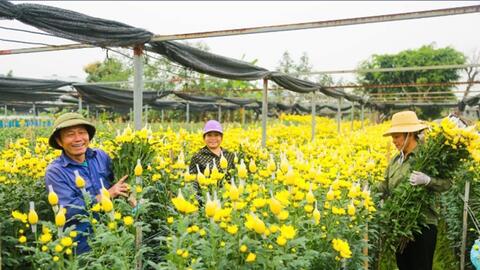 Các làng hoa ven đô rộn ràng vào vụ Tết