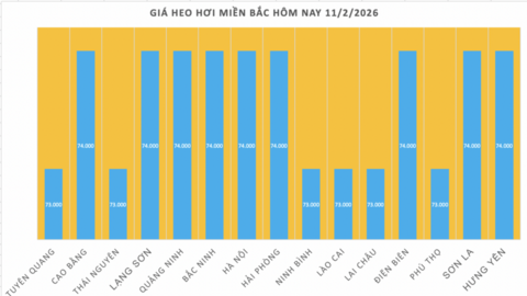 Giá heo hơi hôm nay 11/2/2026: Giảm đồng loạt trên cả nước