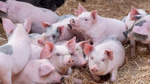 Giá heo hơi hôm nay 26/2/2026: Giảm đồng loạt tại miền Bắc, miền Trung