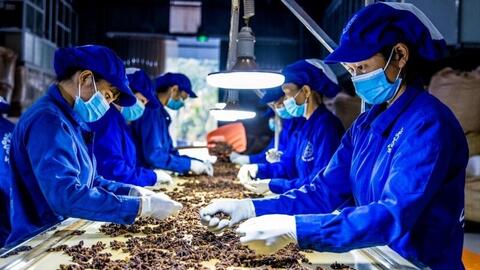 Đặc sản dược liệu Việt Nam sẵn sàng chinh phục thị trường quốc tế