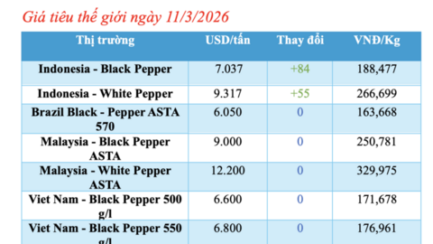 Giá tiêu hôm nay 11/3/2026: Tiếp tục đi ngang