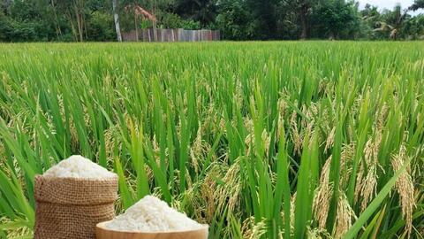 Giá lúa gạo hôm nay ngày 13/3/2026: Tấm thơm tăng nhẹ