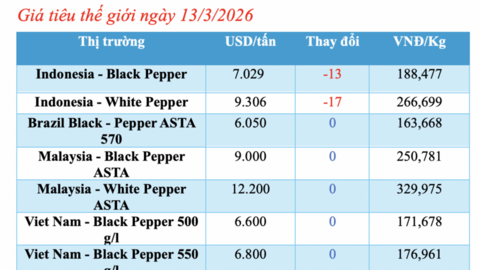 Giá tiêu hôm nay 13/3/2026: Đồng loạt giảm mạnh