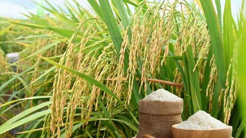 Giá lúa gạo hôm nay ngày 16/3/2026: Gạo châu Á chịu áp lực giảm giá