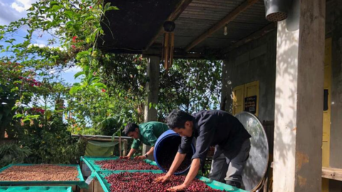 Giá cà phê hôm nay 17/3/2026: Giảm nhẹ 200 đồng/kg