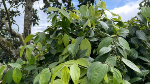 Giá tiêu hôm nay 17/3/2026: Giảm mạnh đến 3.500 đồng/kg