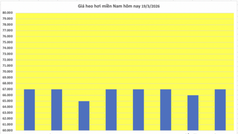 Giá heo hơi hôm nay 19/3/2026: Tăng đồng loạt từ 1.000 - 2.000 đồng/kg
