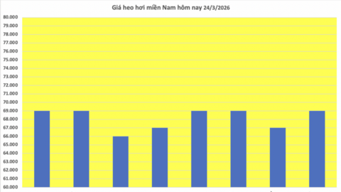 Giá heo hơi hôm nay 24/3/2026: Giảm diện rộng tại miền Bắc