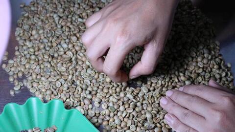 Giá cà phê hôm nay 27/3/2026: Giảm 800 - 1.000 đồng/kg