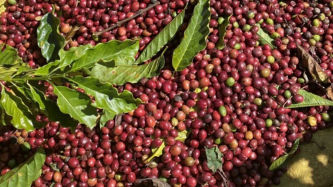 Giá cà phê hôm nay 01/4/2026: Bất ngờ lao dốc, giảm đến 4.800 đồng/kg