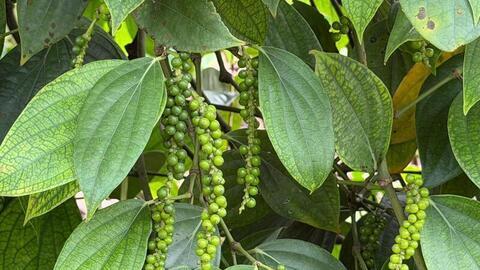 Giá tiêu hôm nay 01/4/2026: Sụt giảm mạnh 2.000 đồng/kg