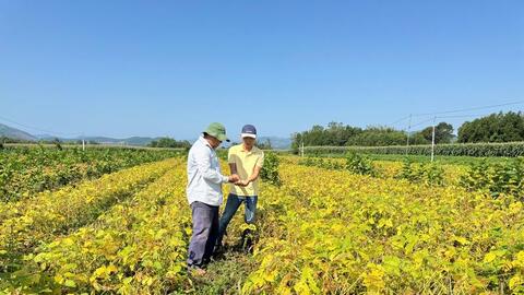 Quảng Ngãi: Trồng đậu nành theo chuỗi liên kết, nông dân khấm khá