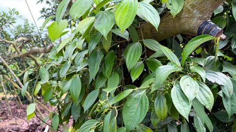 Giá tiêu hôm nay 2/4/2026: Dao động từ 138.000 - 139.000 đồng/kg