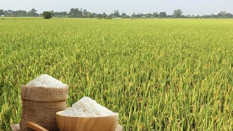 Giá lúa gạo hôm nay ngày 6/4: Gạo thường tăng 1.000 đồng/kg