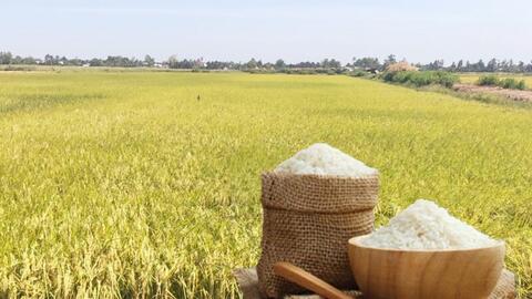 Giá lúa gạo hôm nay ngày 9/4: Lúa tươi tiếp đà tăng nhẹ