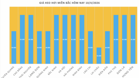 Giá heo hơi hôm nay 10/4/2026: Giữ đà bình ổn