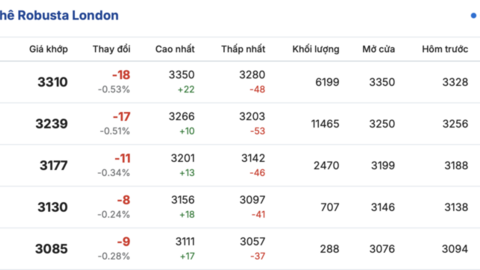 Giá cà phê hôm nay 10/4/2026: Tăng nhẹ 600 đồng/kg