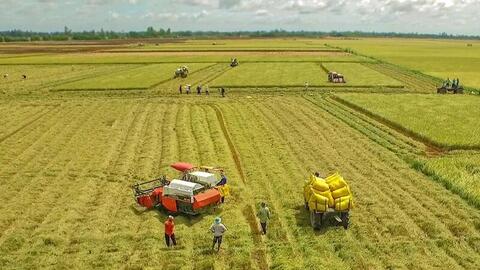 Hiệu quả từ đề án 1 triệu ha lúa chất lượng cao: Nâng giá trị, đổi tư duy