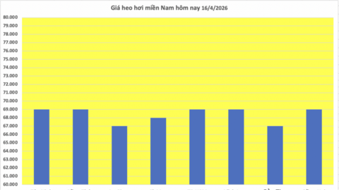 Giá heo hơi hôm nay 16/4/2026: Tăng rải rác tại miền Nam