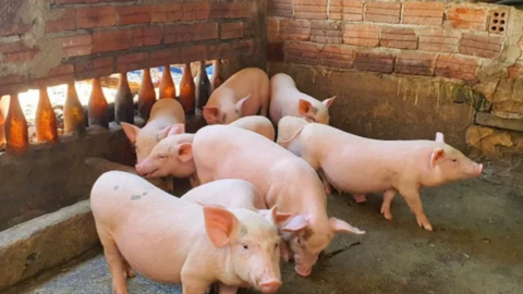 Giá heo hơi hôm nay 17/4/2026: Đi ngang trên cả nước