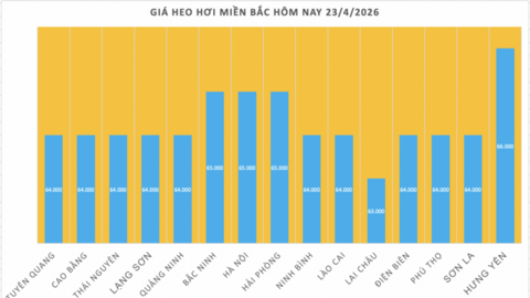 Giá heo hơi hôm nay 23/4/2026: Tăng nhẹ tại Cần Thơ