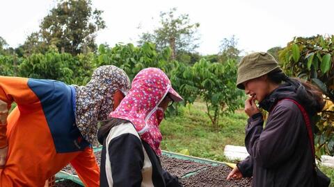 Giá cà phê hôm nay 24/4/2026: Tiếp đà tăng giá