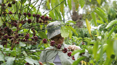 Giá cà phê hôm nay 27/4/2026: Cao nhất 88.000 đồng/kg