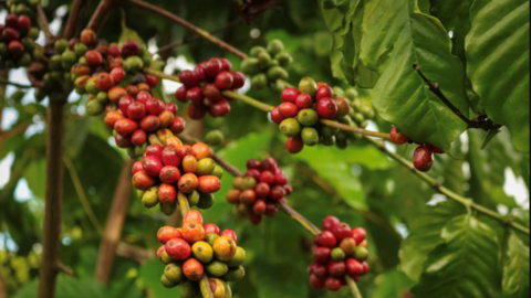 Giá cà phê hôm nay 25/4/2026: Tăng mạnh, tiến sát mốc 90.000 đồng/kg