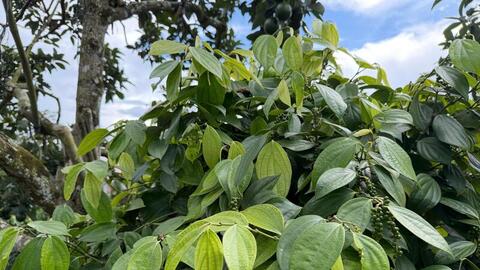 Giá tiêu hôm nay 27/4/2026: Duy trì ổn định