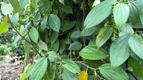 Giá tiêu hôm nay 29/4/2026: Giữ nhịp ổn định