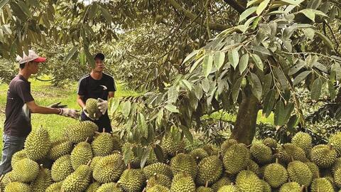 Gia Lai chuẩn hóa vùng trồng, nâng tầm nông sản xuất khẩu