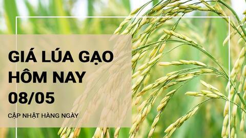 Giá lúa gạo hôm nay ngày 8/5: Gạo nguyên liệu xuất khẩu đảo chiều giảm