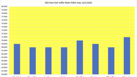 Giá heo hơi hôm nay 13/5/2026: Tăng vài nơi tại miền Bắc, miền Trung