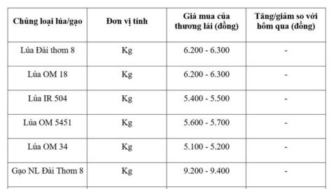 Giá lúa gạo hôm nay ngày 13/5/2026: Lúa tươi tăng nhẹ