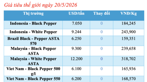 Giá tiêu hôm nay 20/5/2026: Tạm chững, chờ tín hiệu mới