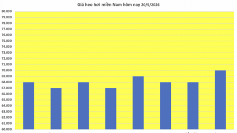 Giá heo hơi hôm nay 20/5/2026: Giảm rải rác